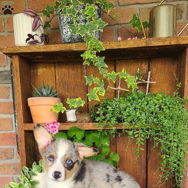 Sammy, Pembroke Welsh Corgi Puppy