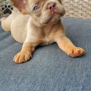Connie, French Bulldog Puppy
