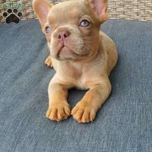 Connie, French Bulldog Puppy