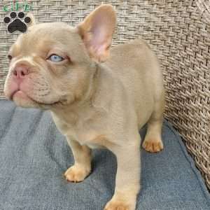 Cassidy, French Bulldog Puppy