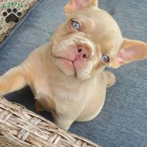 Cassidy, French Bulldog Puppy