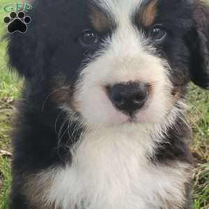 SAMAJE, Bernese Mountain Dog Puppy