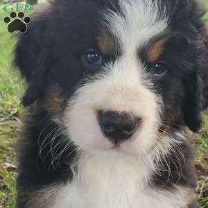 SAMAJE, Bernese Mountain Dog Puppy