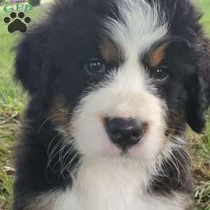 SAMAJE, Bernese Mountain Dog Puppy