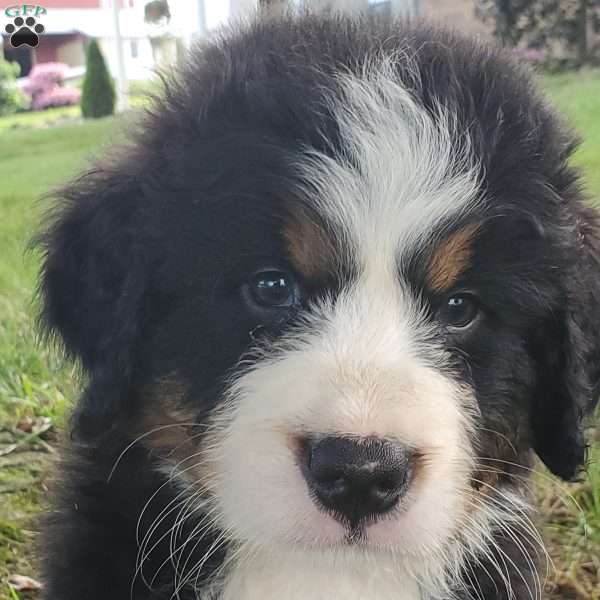 SAMAJE, Bernese Mountain Dog Puppy
