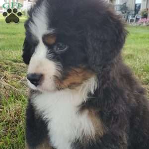 SAMAJE, Bernese Mountain Dog Puppy