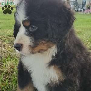 SAMAJE, Bernese Mountain Dog Puppy