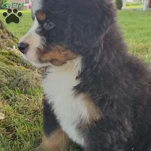 SAMAJE, Bernese Mountain Dog Puppy