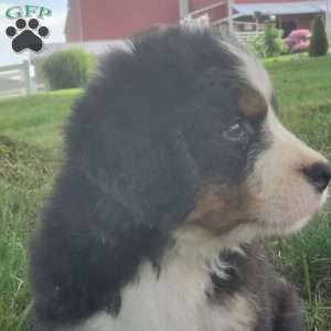 SAMAJE, Bernese Mountain Dog Puppy