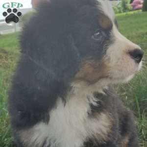 SAMAJE, Bernese Mountain Dog Puppy