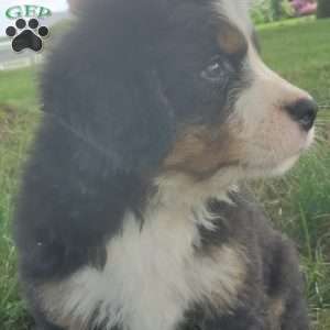SAMAJE, Bernese Mountain Dog Puppy