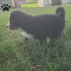 SAMAJE, Bernese Mountain Dog Puppy