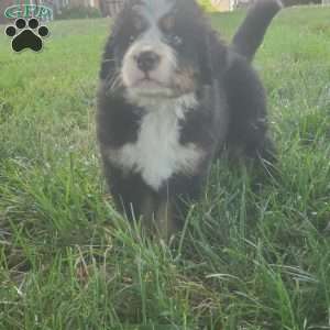 SAMAJE, Bernese Mountain Dog Puppy