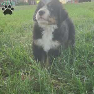 SAMAJE, Bernese Mountain Dog Puppy