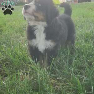 SAMAJE, Bernese Mountain Dog Puppy