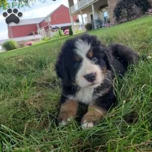 SAMAJE, Bernese Mountain Dog Puppy