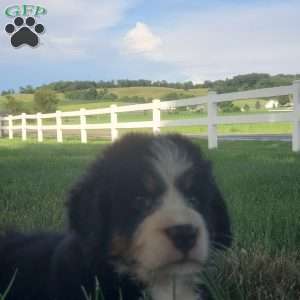 SAMAJE, Bernese Mountain Dog Puppy