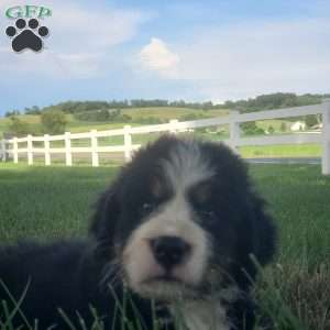 SAMAJE, Bernese Mountain Dog Puppy