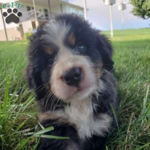 SAMAJE, Bernese Mountain Dog Puppy