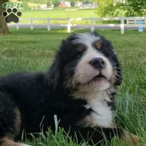 SAMAJE, Bernese Mountain Dog Puppy