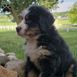 SAMAJE, Bernese Mountain Dog Puppy