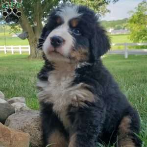 SAMAJE, Bernese Mountain Dog Puppy