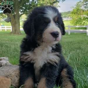 SAMAJE, Bernese Mountain Dog Puppy
