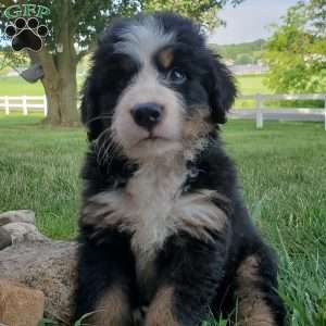 SAMAJE, Bernese Mountain Dog Puppy