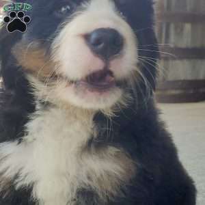 SAMAJE, Bernese Mountain Dog Puppy