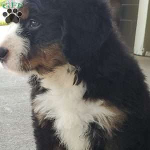 SAMAJE, Bernese Mountain Dog Puppy