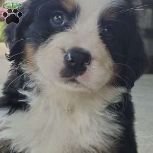 AMBER, Bernese Mountain Dog Puppy