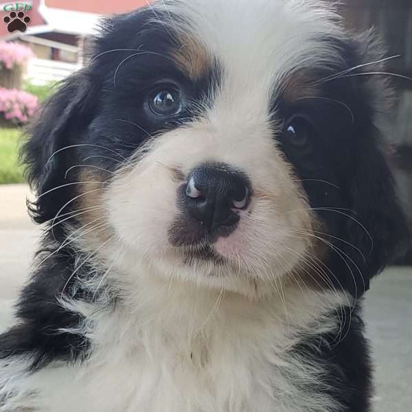 AMBER, Bernese Mountain Dog Puppy