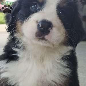 AMBER, Bernese Mountain Dog Puppy