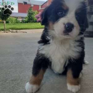AMBER, Bernese Mountain Dog Puppy