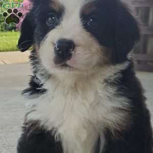 AMBER, Bernese Mountain Dog Puppy
