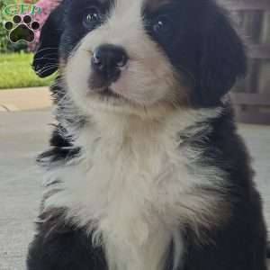 AMBER, Bernese Mountain Dog Puppy