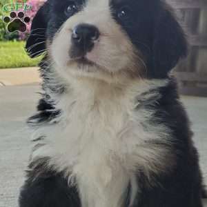 AMBER, Bernese Mountain Dog Puppy