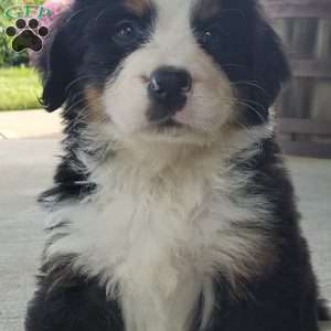 AMBER, Bernese Mountain Dog Puppy