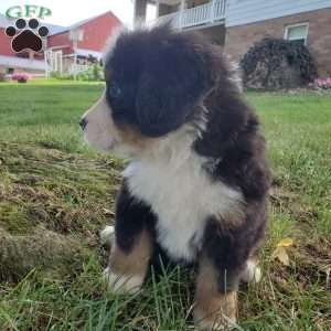 AMBER, Bernese Mountain Dog Puppy