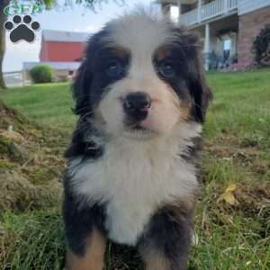 AMBER, Bernese Mountain Dog Puppy