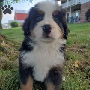 AMBER, Bernese Mountain Dog Puppy