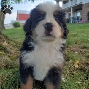 AMBER, Bernese Mountain Dog Puppy
