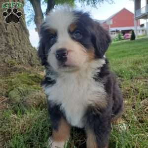 AMBER, Bernese Mountain Dog Puppy