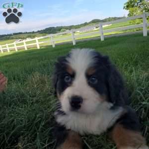 AMBER, Bernese Mountain Dog Puppy