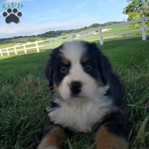 AMBER, Bernese Mountain Dog Puppy