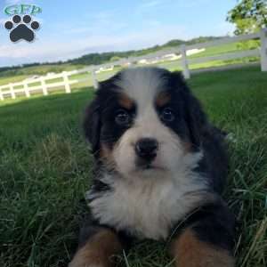 AMBER, Bernese Mountain Dog Puppy