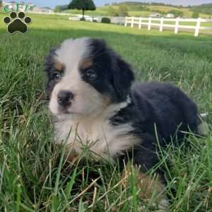AMBER, Bernese Mountain Dog Puppy