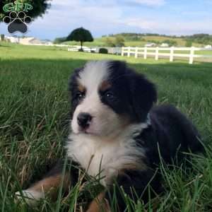 AMBER, Bernese Mountain Dog Puppy