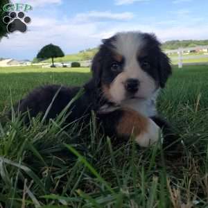 AMBER, Bernese Mountain Dog Puppy