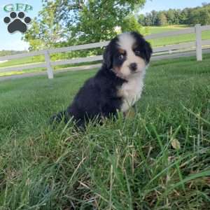 AMBER, Bernese Mountain Dog Puppy